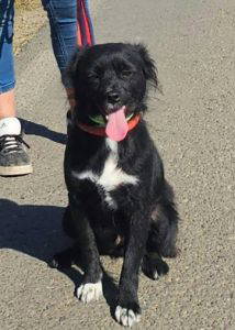 Sissy a black and white rescue dog | 1 dog at a time rescue UK
