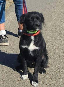 Sissy a black and white rescue dog | 1 dog at a time rescue UK