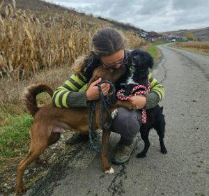 Sissy a black and white rescue dog | 1 dog at a time rescue UK