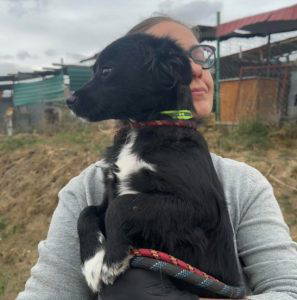 Sissy a black and white rescue dog | 1 dog at a time rescue UK