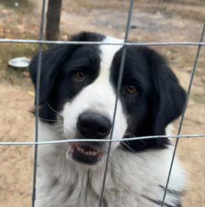 Snoopy a black and white rescue dog | 1 dog at a time rescue UK