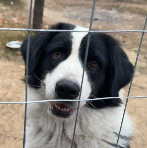 Snoopy – Reserved