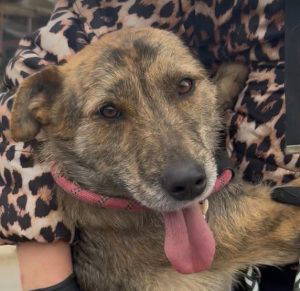 Wolfie a brindle rescue dog | 1 dog at a time rescue UK