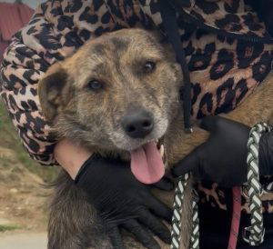 Wolfie a brindle rescue dog | 1 dog at a time rescue UK