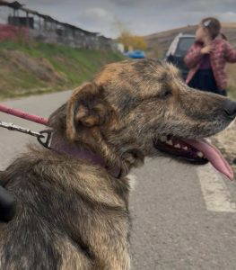 Wolfie a brindle rescue dog | 1 dog at a time rescue UK