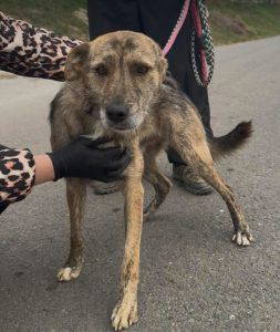 Wolfie a brindle rescue dog | 1 dog at a time rescue UK