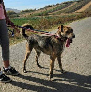 Wolfie a brindle rescue dog | 1 dog at a time rescue UK