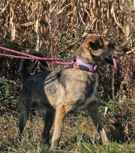 Wolfie a brindle rescue dog | 1 dog at a time rescue UK