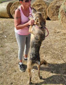 Wolfie a brindle rescue dog | 1 dog at a time rescue UK